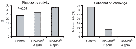 Improving growth performance and health status of aquaculture stocks in Europe through the use of Bio-Mos - Image 8