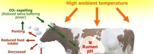 Heat stress in dairy cows: implications and nutritional management - Image 2