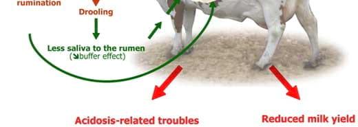 Heat stress in dairy cows: implications and nutritional management - Image 3