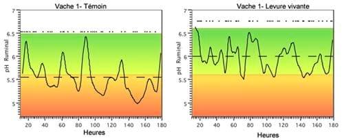 Heat stress in dairy cows: implications and nutritional management - Image 4