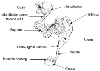 Control of fertility in turkeys: the impact of environment, nutrition and artificial insemination technology - Image 1