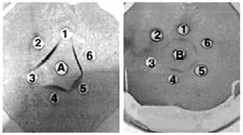 Avian immunoglobulin A: glycoform differences and nutritional influence - Image 1