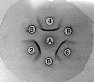 Avian immunoglobulin A: glycoform differences and nutritional influence - Image 2