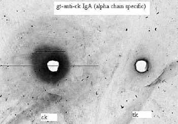 Avian immunoglobulin A: glycoform differences and nutritional influence - Image 5