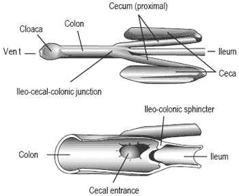 Nutrient recovery by the small and large intestine of fowl - Image 4