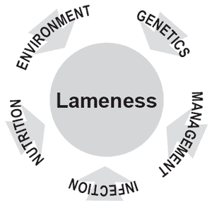 No lame excuses: maintaining sound feet and leg condition in dairy cows - Image 3