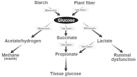 The use of complementary tools, monensin and Yea-Sacc®1026, to synergistically modify ruminal functions and improve the performance of dairy cattle - Image 2