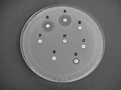 Effect of hen age, Bio-Mos and Flavomycin on susceptibility of turkey poults to oral Escherichia coli challenge - Image 1