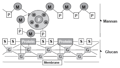 The ability of Mycosorb to bind toxins present in endophyte-infected tall fescue - Image 3