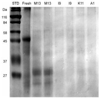 Analytical and nutritional assessment of alfalfa silage fermentation - Image 11