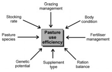 Forage utilization efficiency: an Australian perspective - Image 7