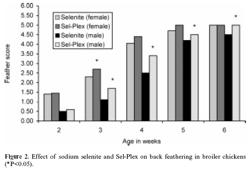 The effects of conventional versus cage housing and inorganic versus organic selenium on feathering in broilers - Image 3