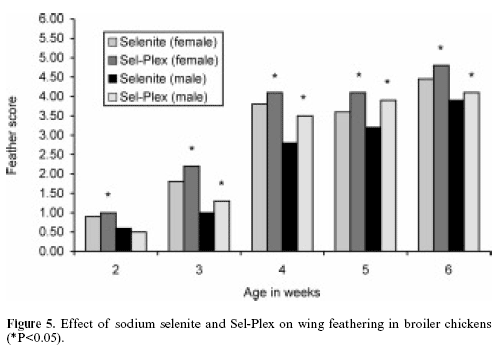 The effects of conventional versus cage housing and inorganic versus organic selenium on feathering in broilers - Image 5