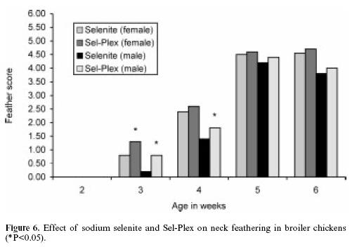 The effects of conventional versus cage housing and inorganic versus organic selenium on feathering in broilers - Image 6