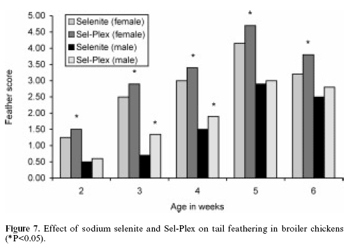 The effects of conventional versus cage housing and inorganic versus organic selenium on feathering in broilers - Image 7