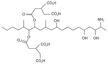 Toxicological Synergism between Fusarium Mycotoxins in Feeds - Image 2
