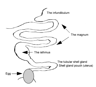 Egg Shell Quality: Overcoming Production Losses with a Novel Enzyme Activator - Image 1