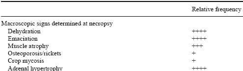 Poult Enteritis and Mortality Syndrome: Definition and Nutritional Interventions - Image 1