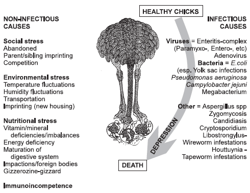Maintaining Health and Performance in the Young Ostrich: Applications for a Mannanoligosaccharide - Image 1