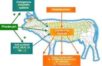 Optimizing physiological potential in early lactation - Image 2