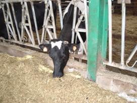 Optimizing physiological potential in early lactation - Image 3