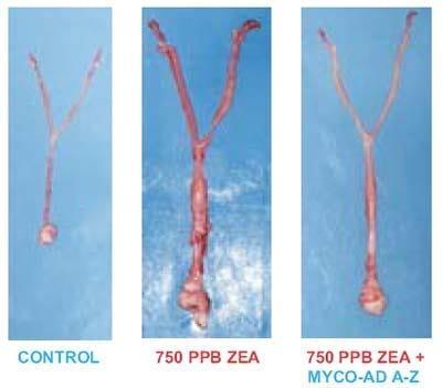 Evaluation of the Efficacy of a Commercial Purify Philosilicate to Reduce the Toxicity of Zearalenone in Gilts - Image 3