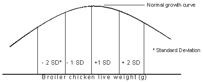 Raising commercial broiler chickens for profits - Image 1