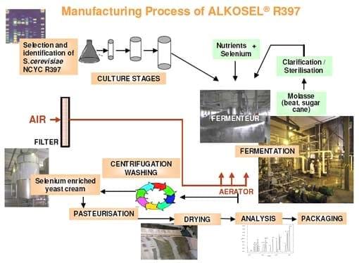 Selenium yeast production: a fully controlled fermentation process - Image 2