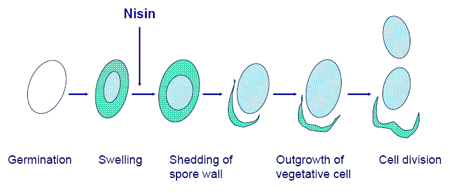 Use of Nisaplin® as a preservative in pasteurised liquid egg products - Image 7