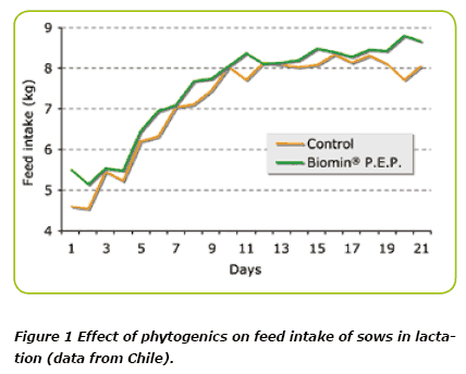 Biomin® P.E.P. : Unlocking Performance in Sow Nutrition - Image 2