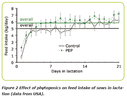 Biomin® P.E.P. : Unlocking Performance in Sow Nutrition - Image 3