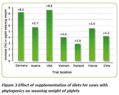 Biomin® P.E.P. : Unlocking Performance in Sow Nutrition - Image 4