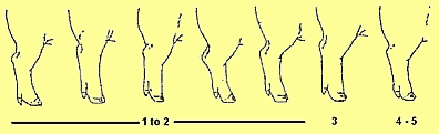 More Accurate Breeding for Conformation - Image 1