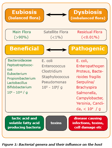 Gastro-intestinal microflora and its influence on the host - Image 3