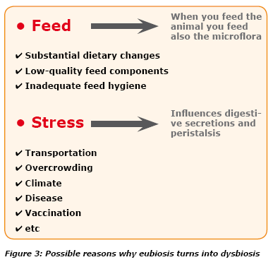 Gastro-intestinal microflora and its influence on the host - Image 5