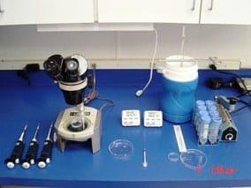 Vitrification of Equine Embryos: Effect of polyvinyl alcohol (PVA) in vitrification of equine embryos - Image 1