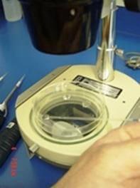 Vitrification of Equine Embryos: Effect of polyvinyl alcohol (PVA) in vitrification of equine embryos - Image 4