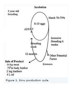 Emus - starting an emu farm - Image 1