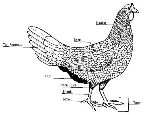 Sex reversal in chickens - Image 2