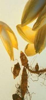 Natural Growth Promoters, a sustainable solution to improve gut health and performance in aquaculture species - Image 3