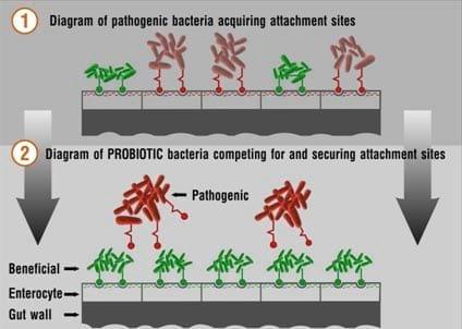 Natural Growth Promoters, a sustainable solution to improve gut health and performance in aquaculture species - Image 4