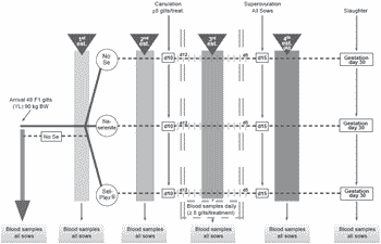 Dietary organic and inorganic selenium for hyperovulatory firstparity sows: antioxidant status, hormonal response, embryo development and reproductive performance - Image 2