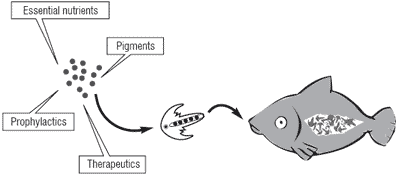 European finfish culture: current status, recent advances and future perspectives - Image 5
