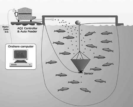 European finfish culture: current status, recent advances and future perspectives - Image 6