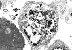 Immunological factors in Black Tiger shrimp, Penaeus monodon, Fabricius - Image 3