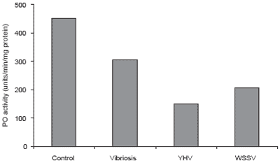 Immunological factors in Black Tiger shrimp, Penaeus monodon, Fabricius - Image 9