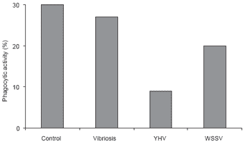 Immunological factors in Black Tiger shrimp, Penaeus monodon, Fabricius - Image 10