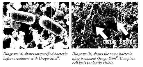 Coccidiosis in Poultry - Image 3