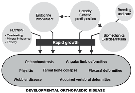 Nutrition and developmental orthopaedic disease in the horse: investigations in relation to copper and zinc nutrition in France - Image 1