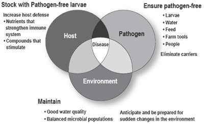 Nutritional and management strategies to promote shrimp health - Image 1